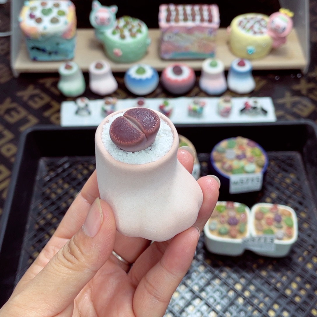 w5717 带盆土发货一物一拍