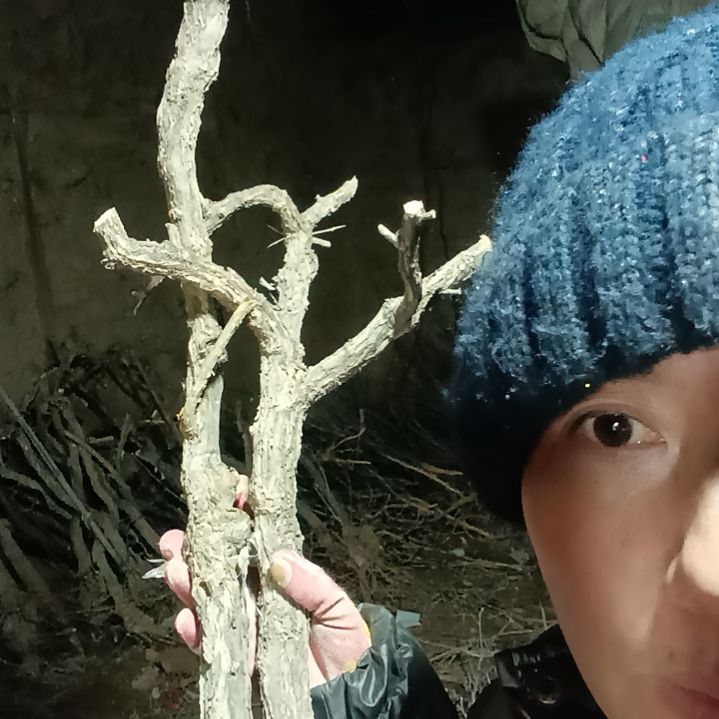 在***上完全开放枸杞树两颗