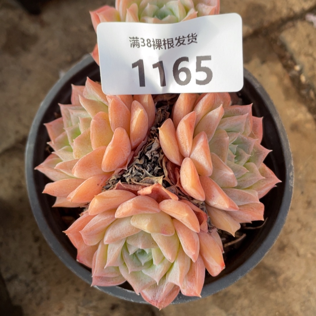 1165粉色的月影多肉植物