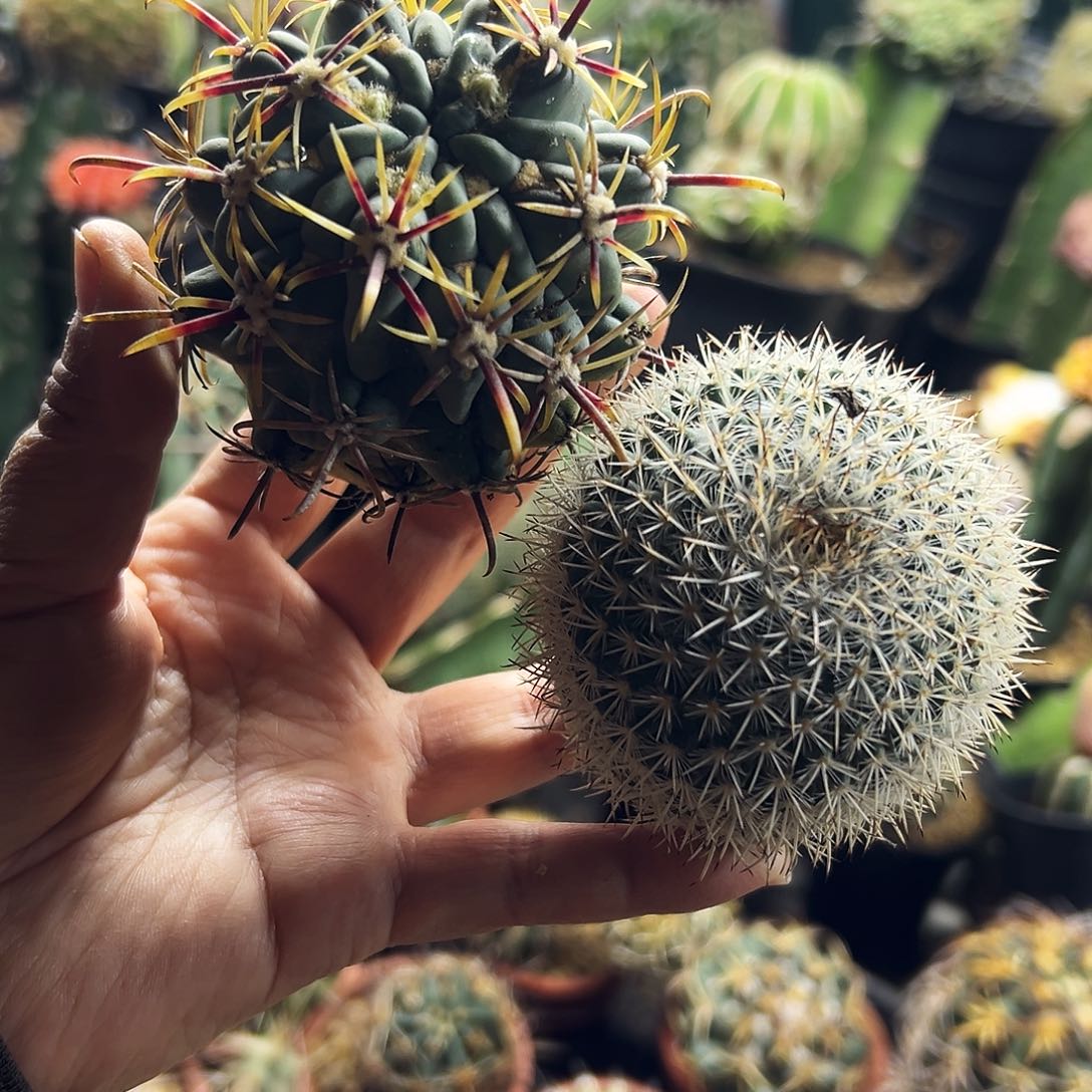 福利组合瑕疵仙人球1111111111