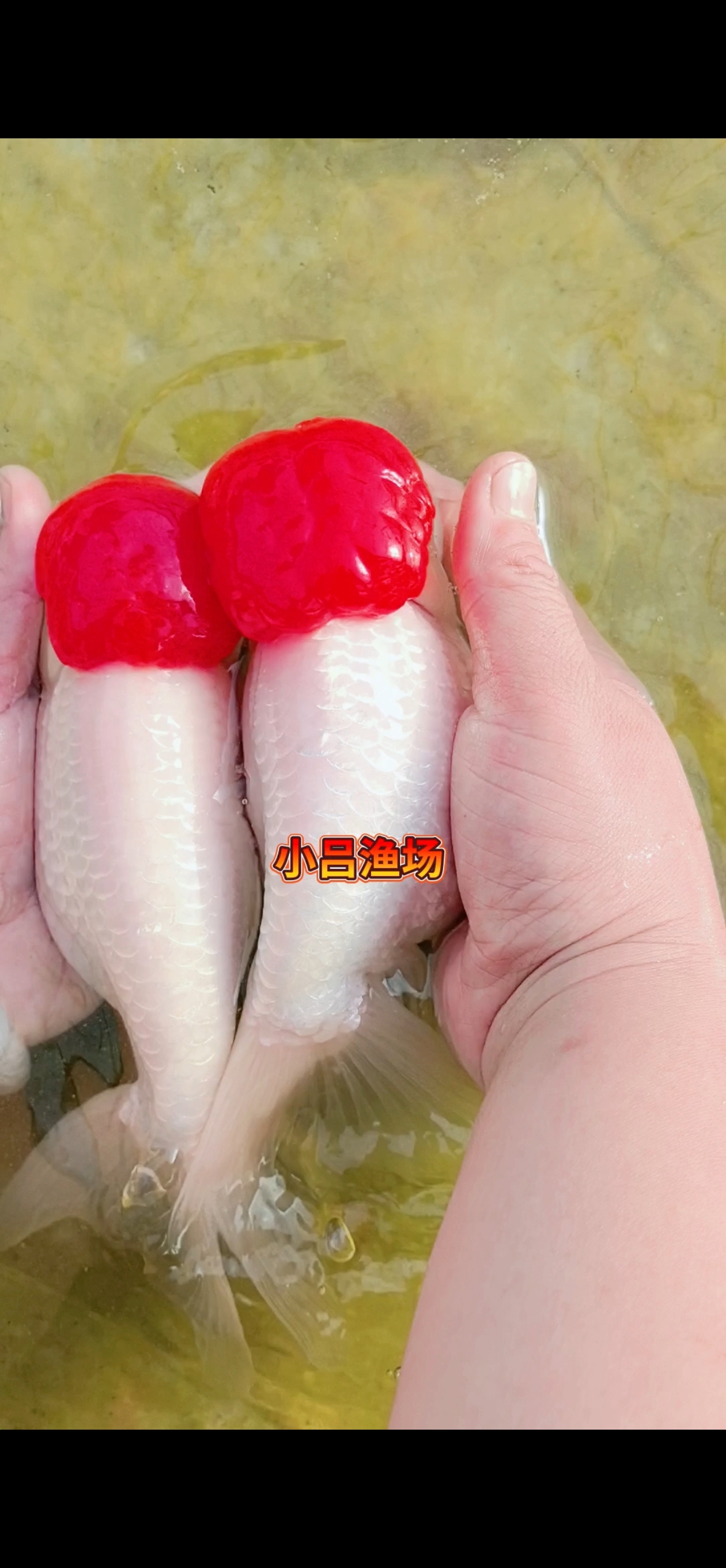 小吕渔场大宫鹅种级