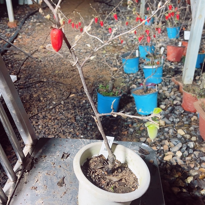 梦***生无花朵哈哈哈哈哈哈哈