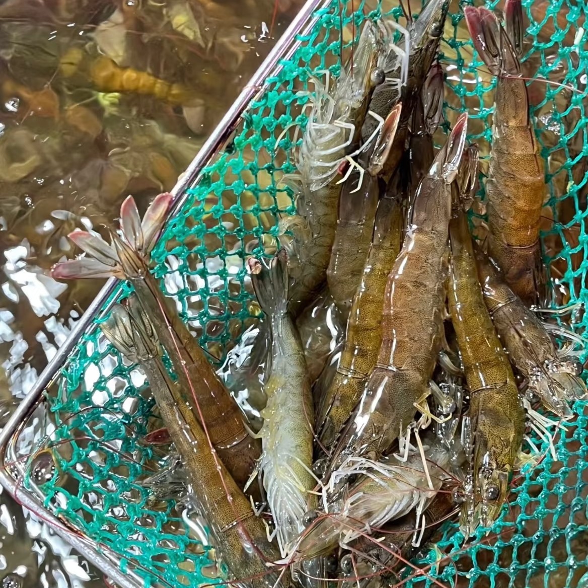 新鲜活虾约1500g（鲜活配送 到手不保证全活）