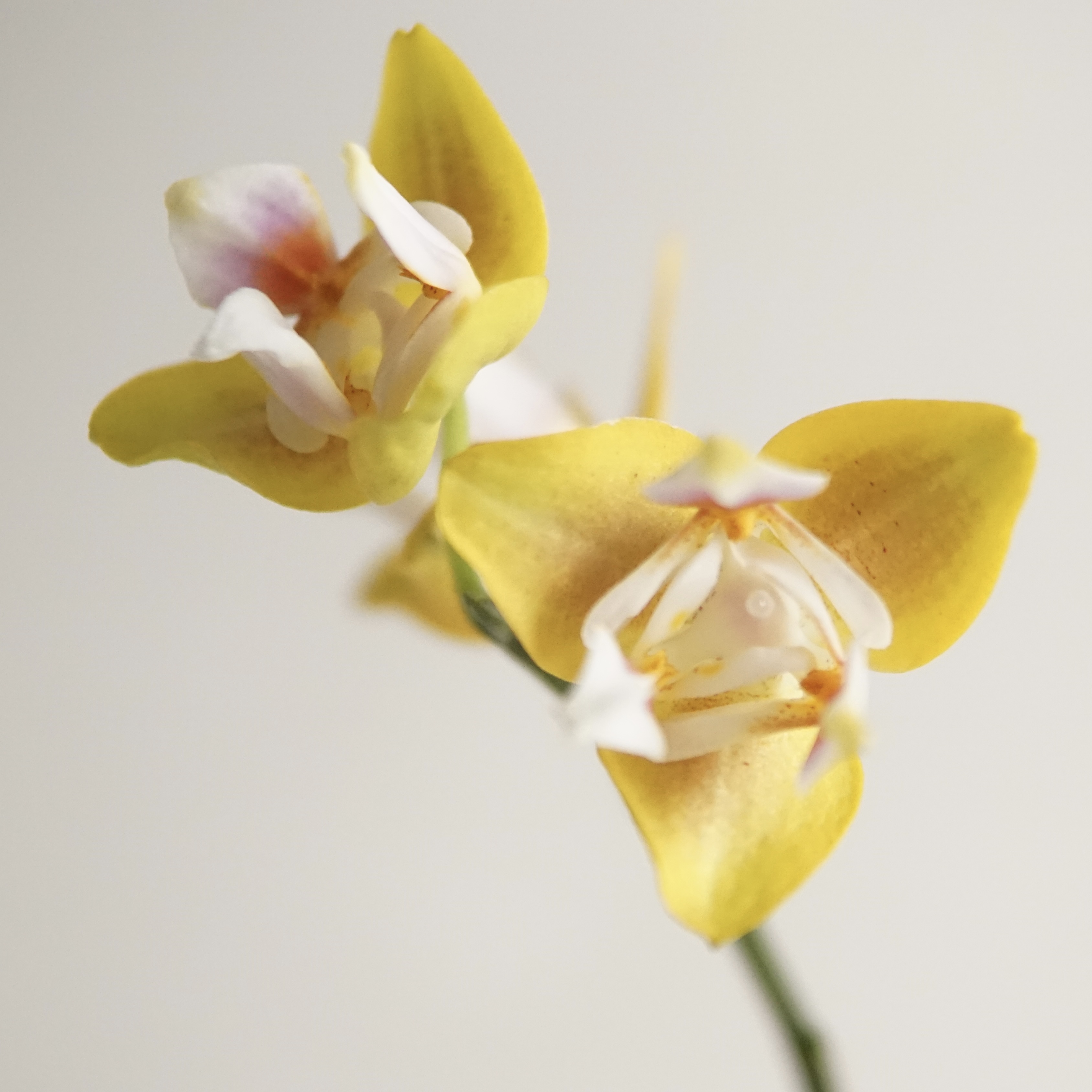 3.5（香水黄金变）根系好，叶子无瑕疵，带香味