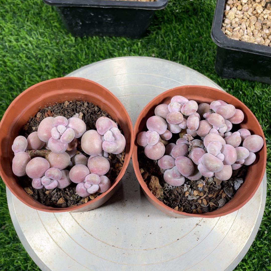 腰子桃蛋1颗多肉植物