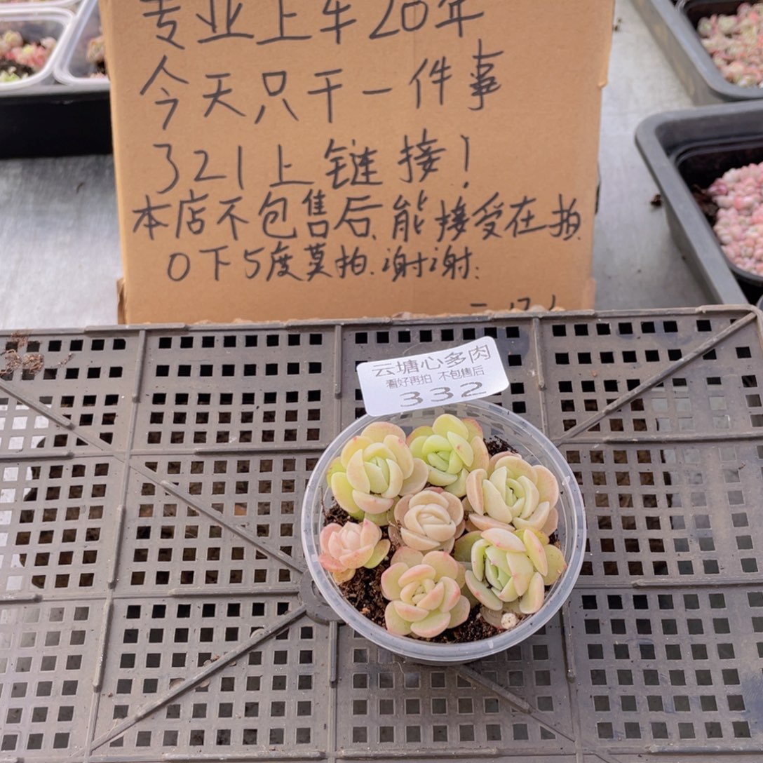 云糖心多肉植物332