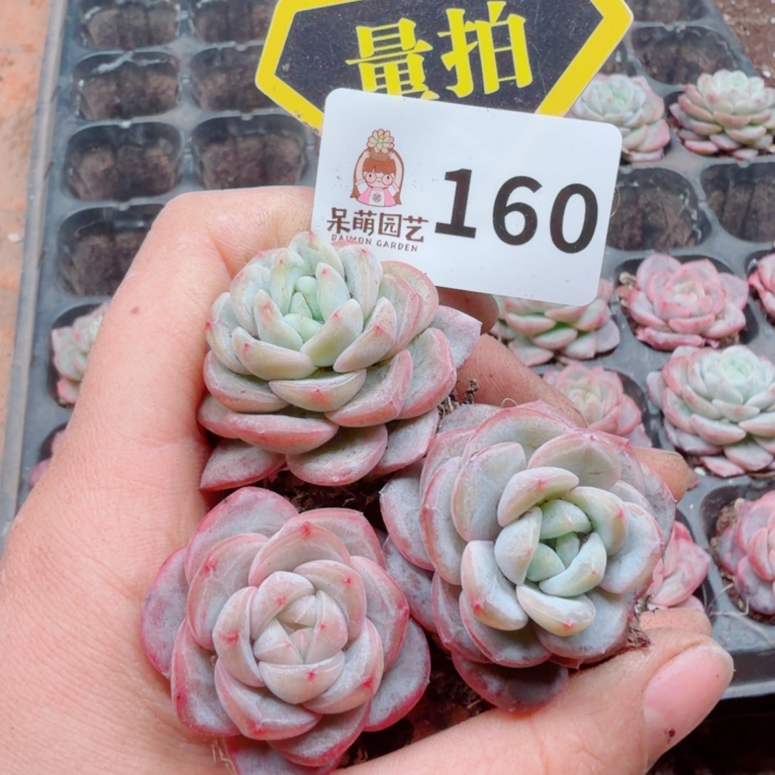 多肉植物多肉植物