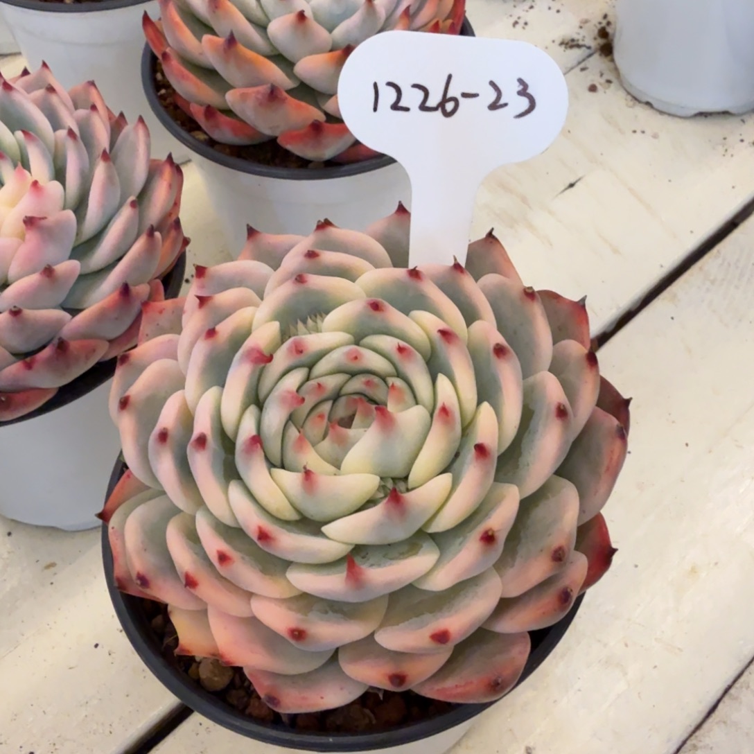 燕***21226-23吉娃娃锦一颗