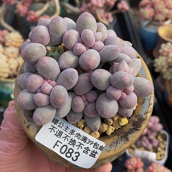 香水手指奶7cm1083多肉植物
