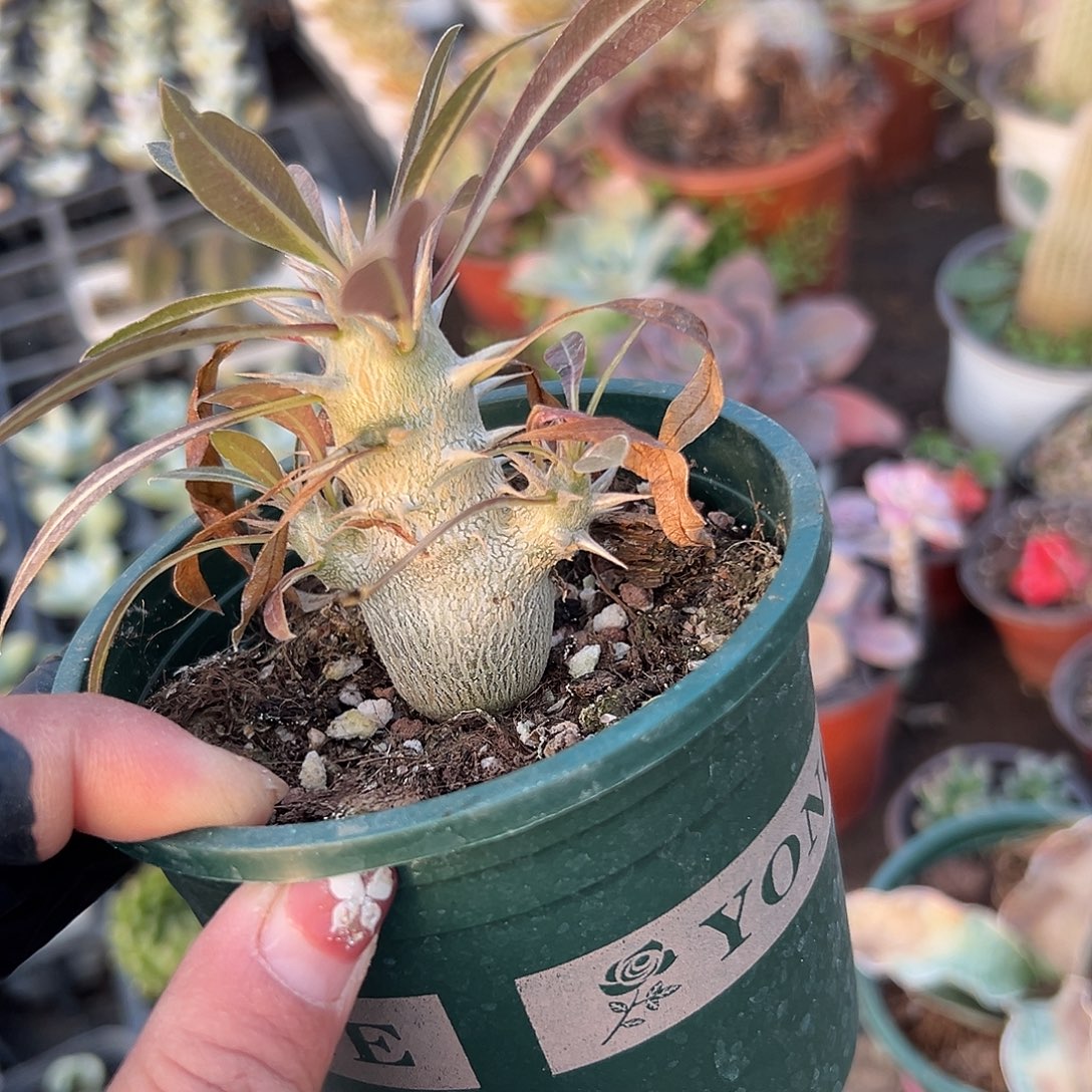 多肉植物惠比大黑