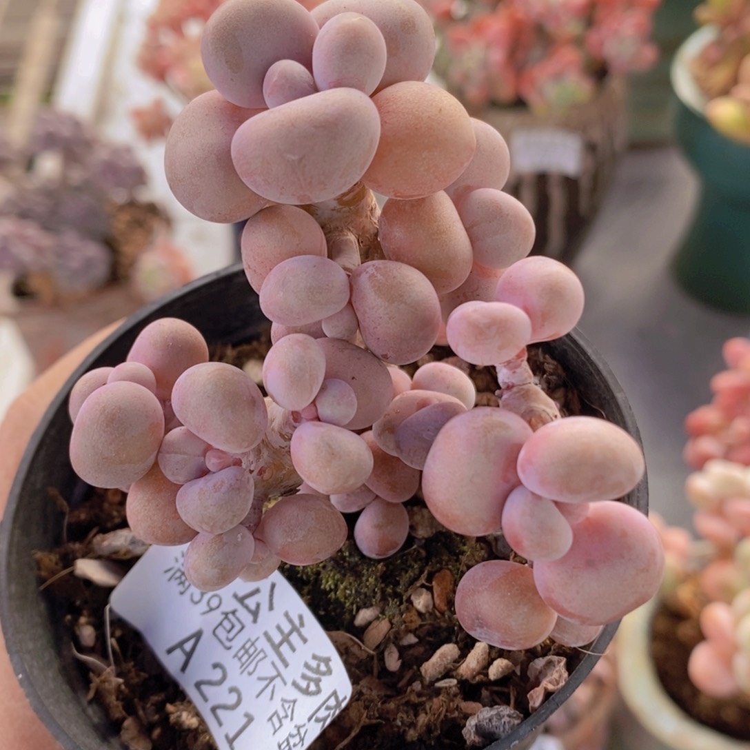 腰子桃蛋6cm221多肉植物