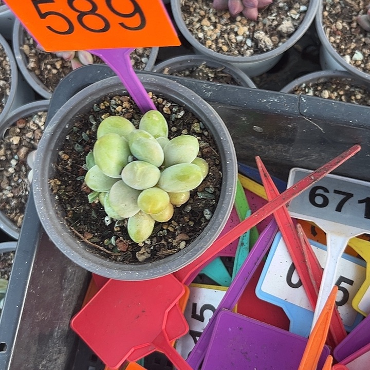 K***h多肉植物刚果奶589