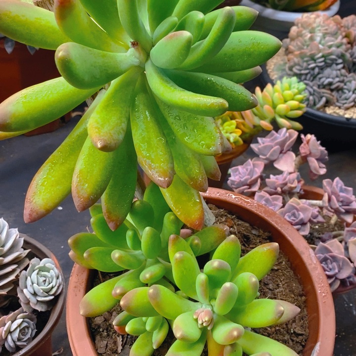 夏悦多肉0211-18金蝉