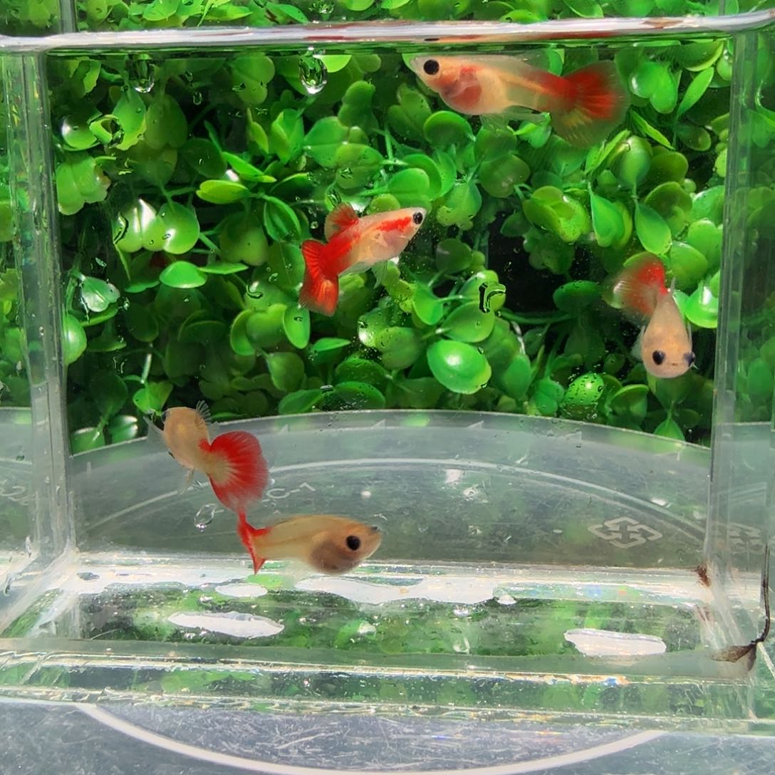 海水鱼琉璃球小亚成3母2公