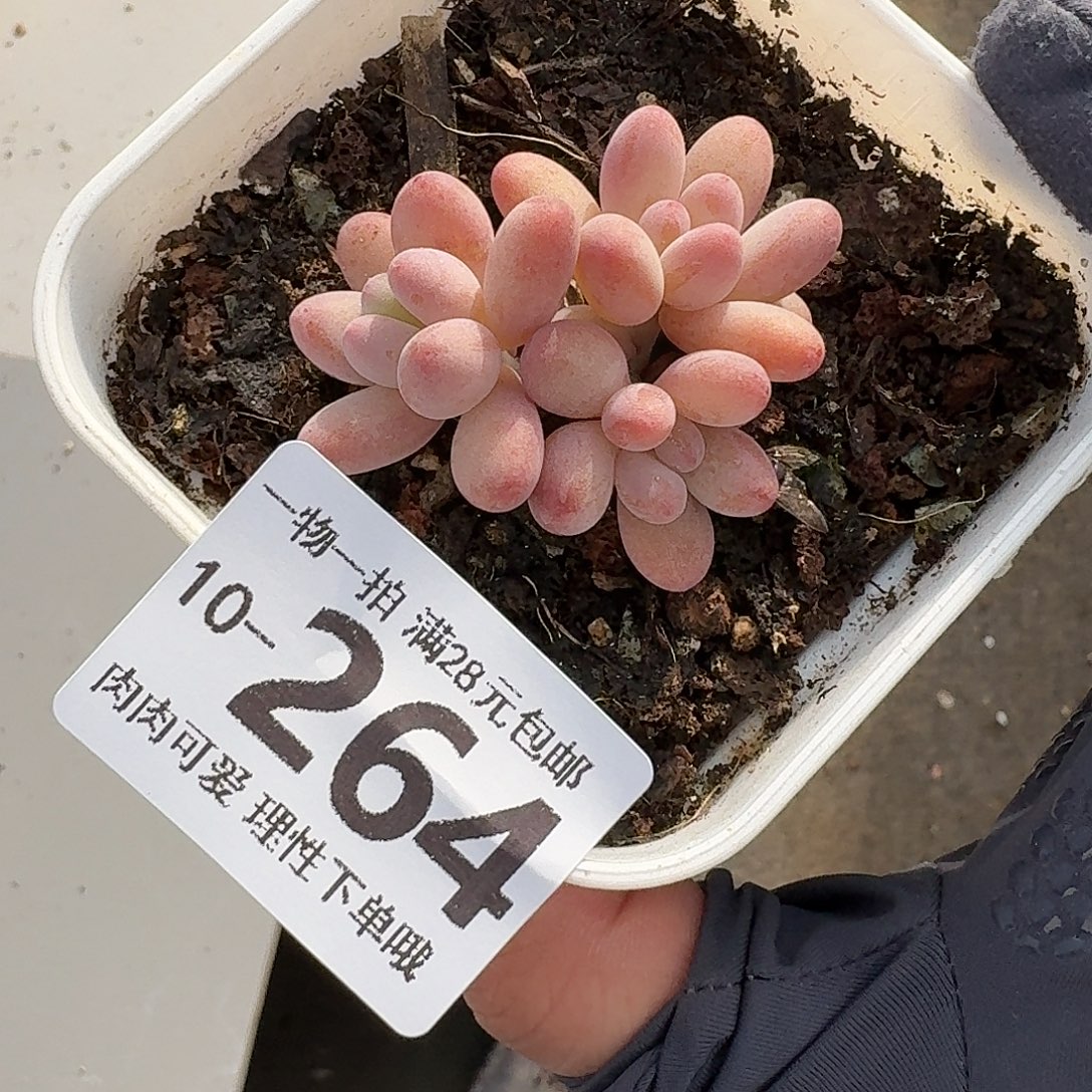 樱花奶多肉无盆土发货无盆
