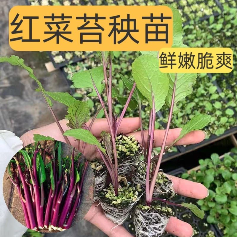红菜苔四季菜心脆甜新鲜红菜苔蔬菜多汁紫皮红菜苔抗寒耐热四季种