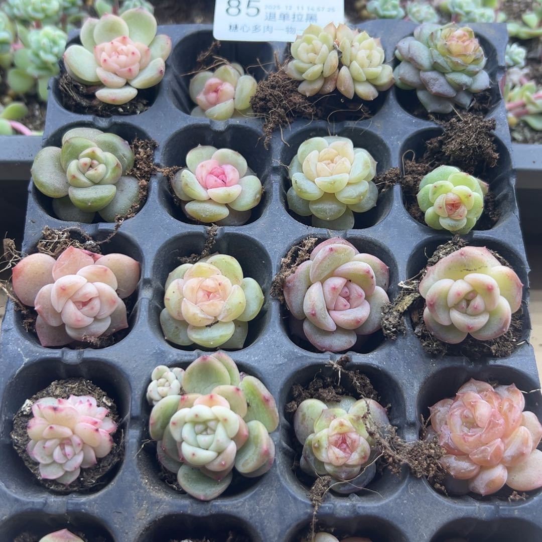 糖心父肉一物一拍85