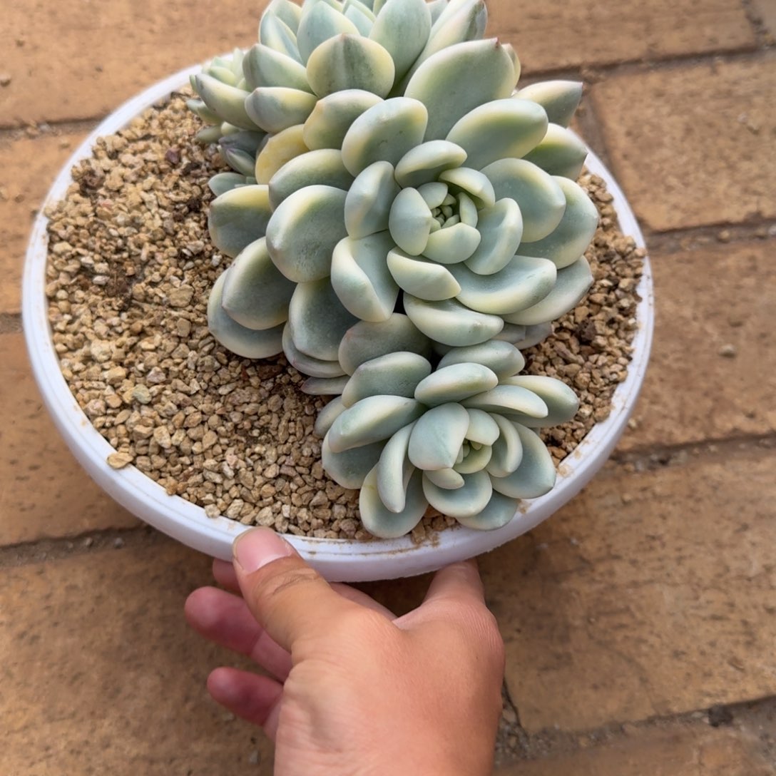 和***玉寄养多肉植物链接的肉肉