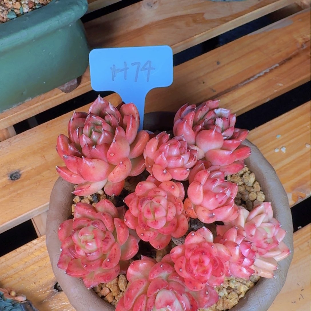 ?**?多肉植物的生长发育