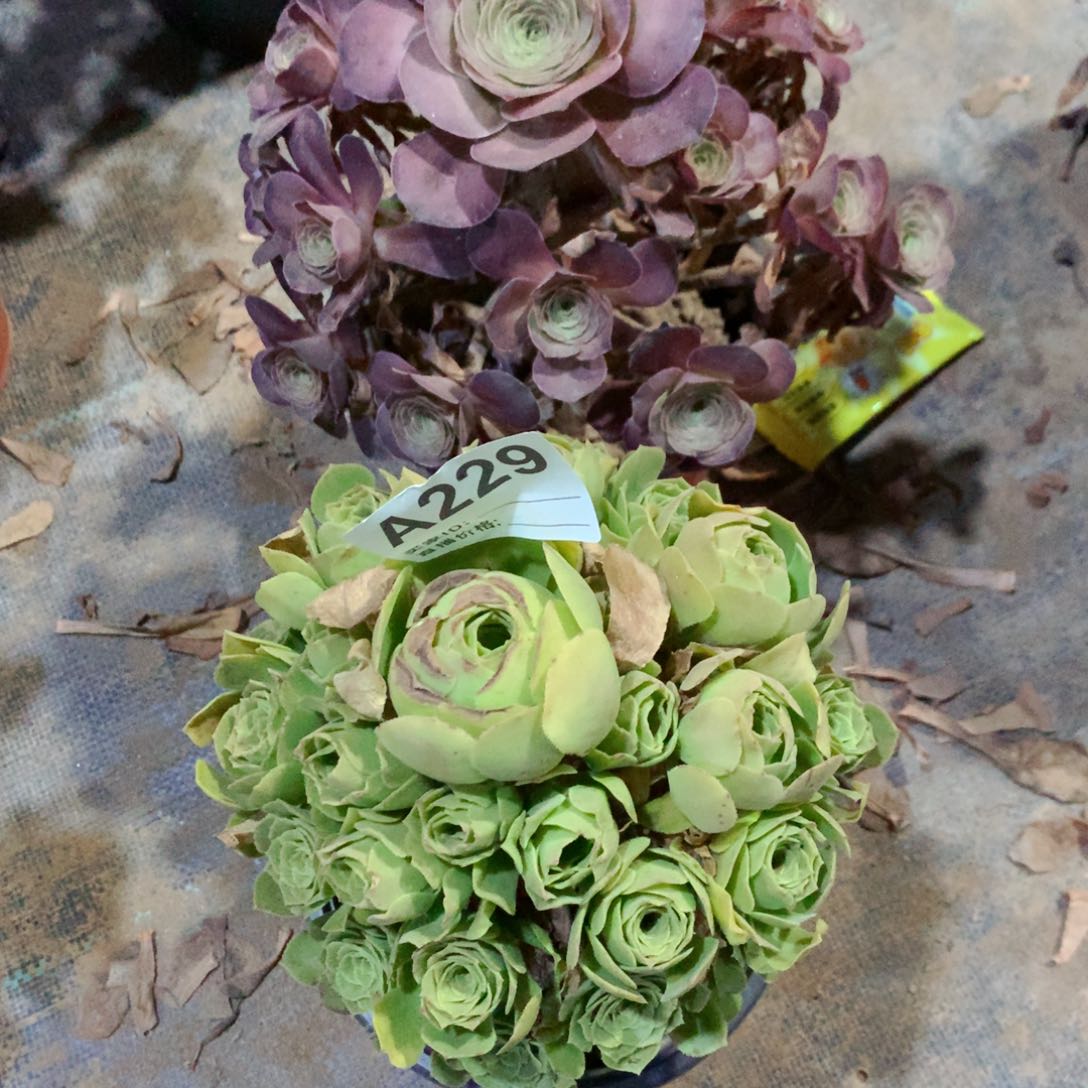 媚金玫瑰➕绿玫瑰229