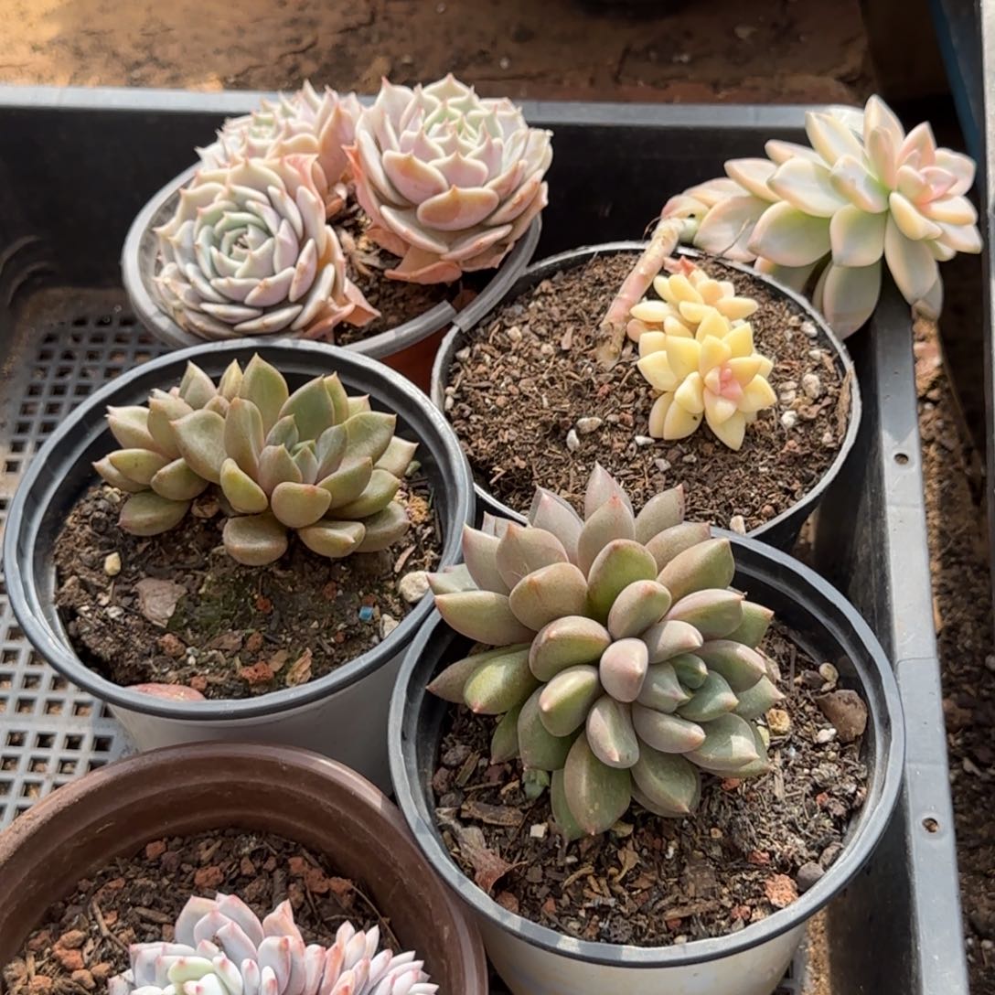 5个一物一拍包装收缩花旱