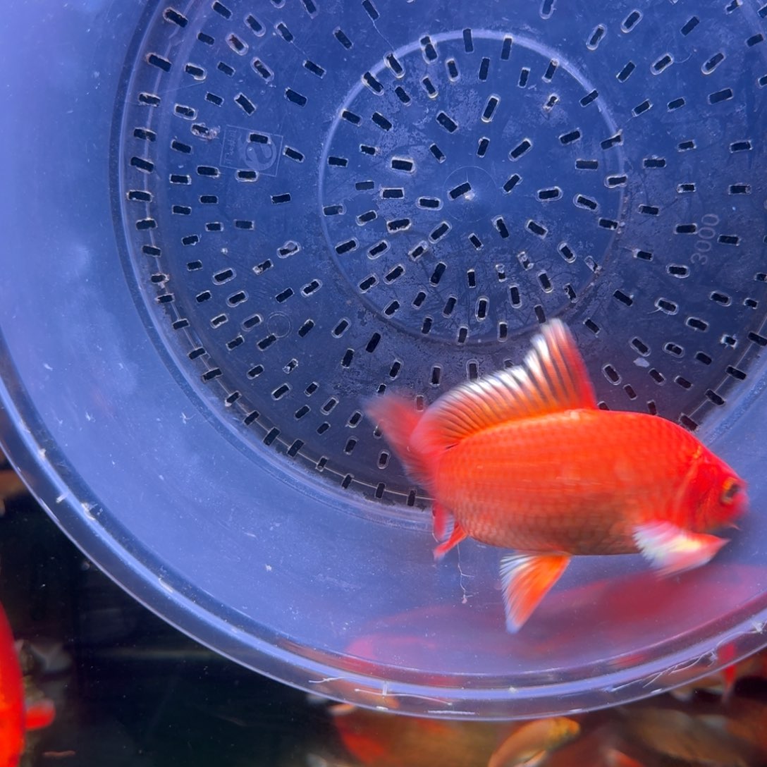 中国大陆红色蝴蝶鲤