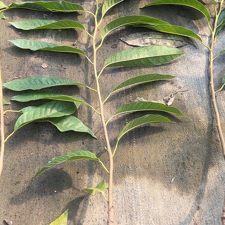 @***淡天使258999646787533567