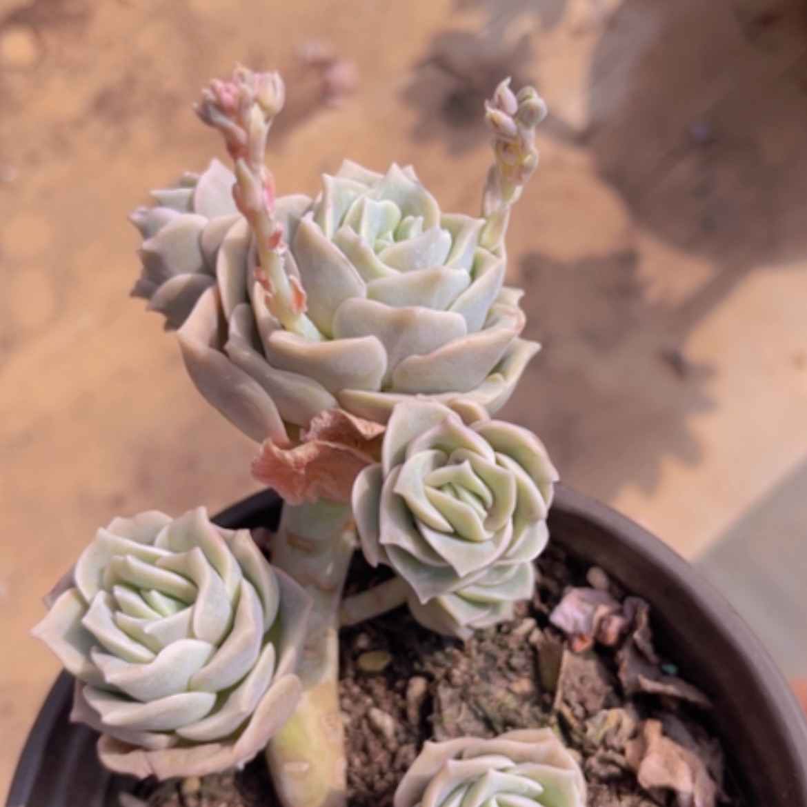 【闪购商品】可爱玫瑰08147