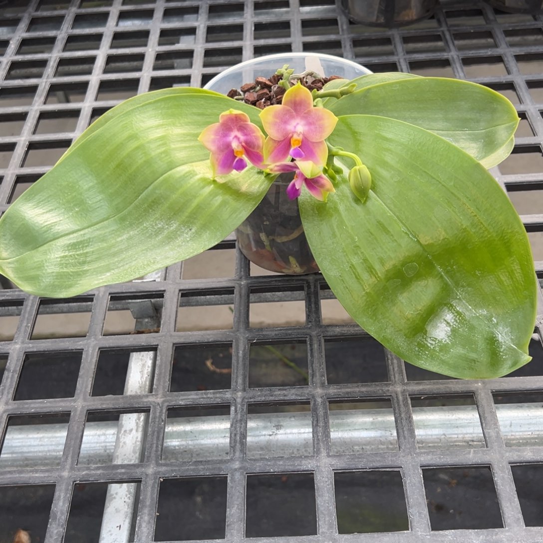 完全开放4.5寸杯蓝贝交弥陀白虎超香