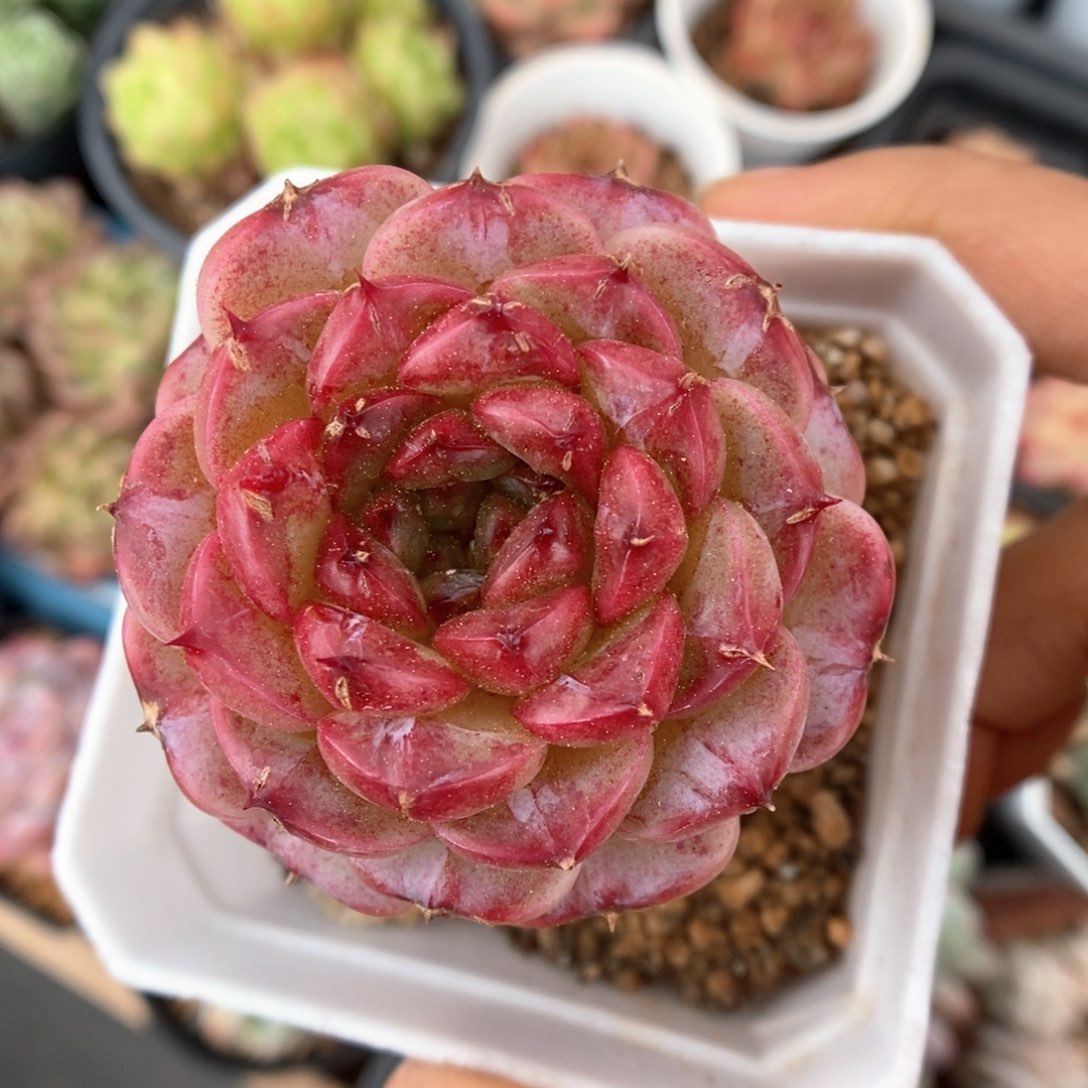 天鹅绒可拍单头。