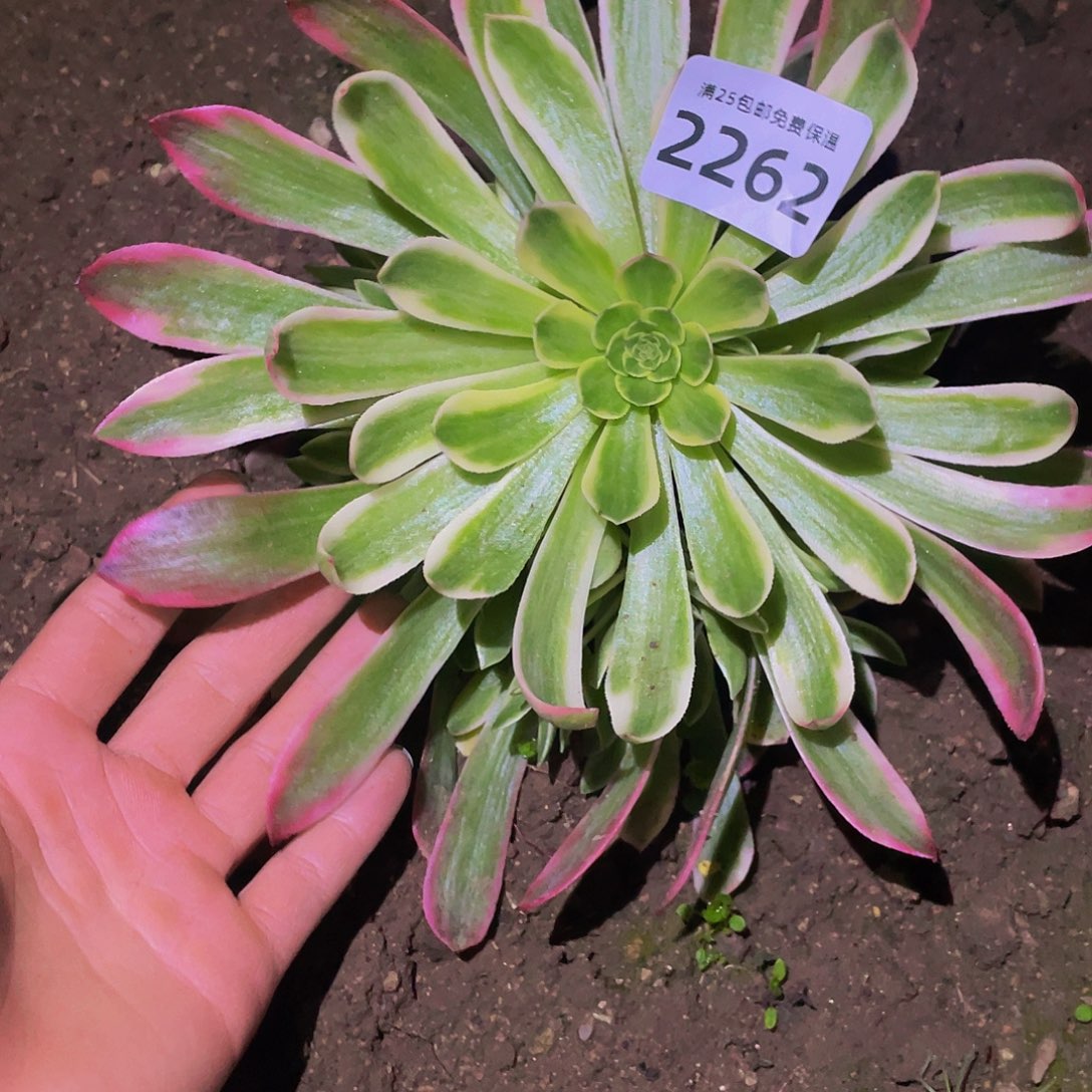 2262粉琉璃多肉植物