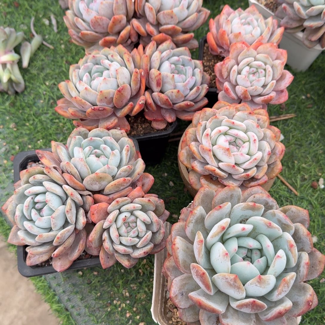 一组如图呀呀呀呀呀