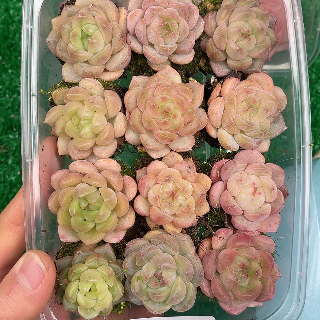 多肉一物一拍27-137