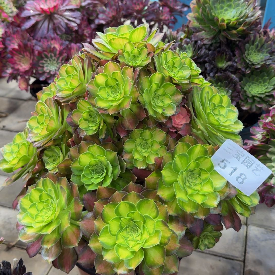 相**叶多肉植物518韶华