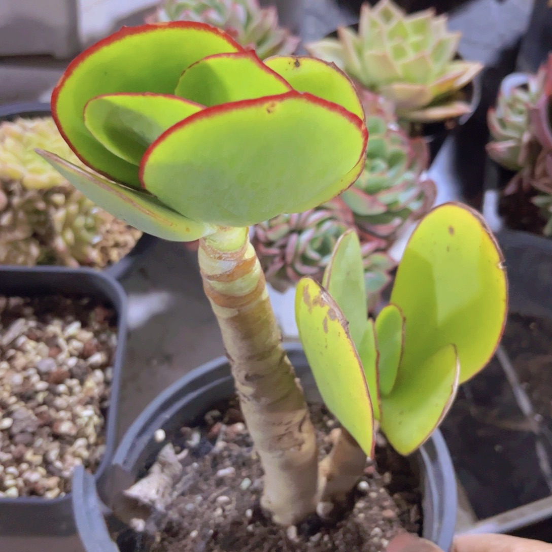 青梅31222多肉植物