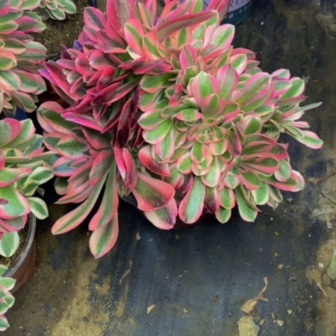 粉女巫多肉植物4573