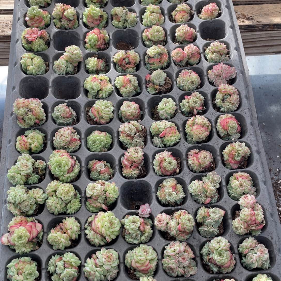 云糖心多肉植物372