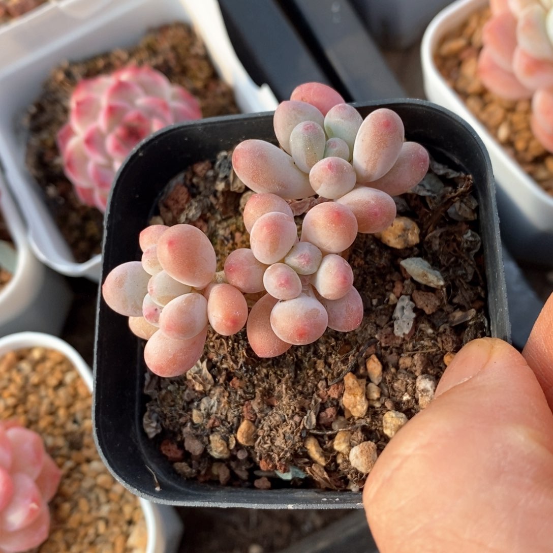 精品多肉一物柏不包整55