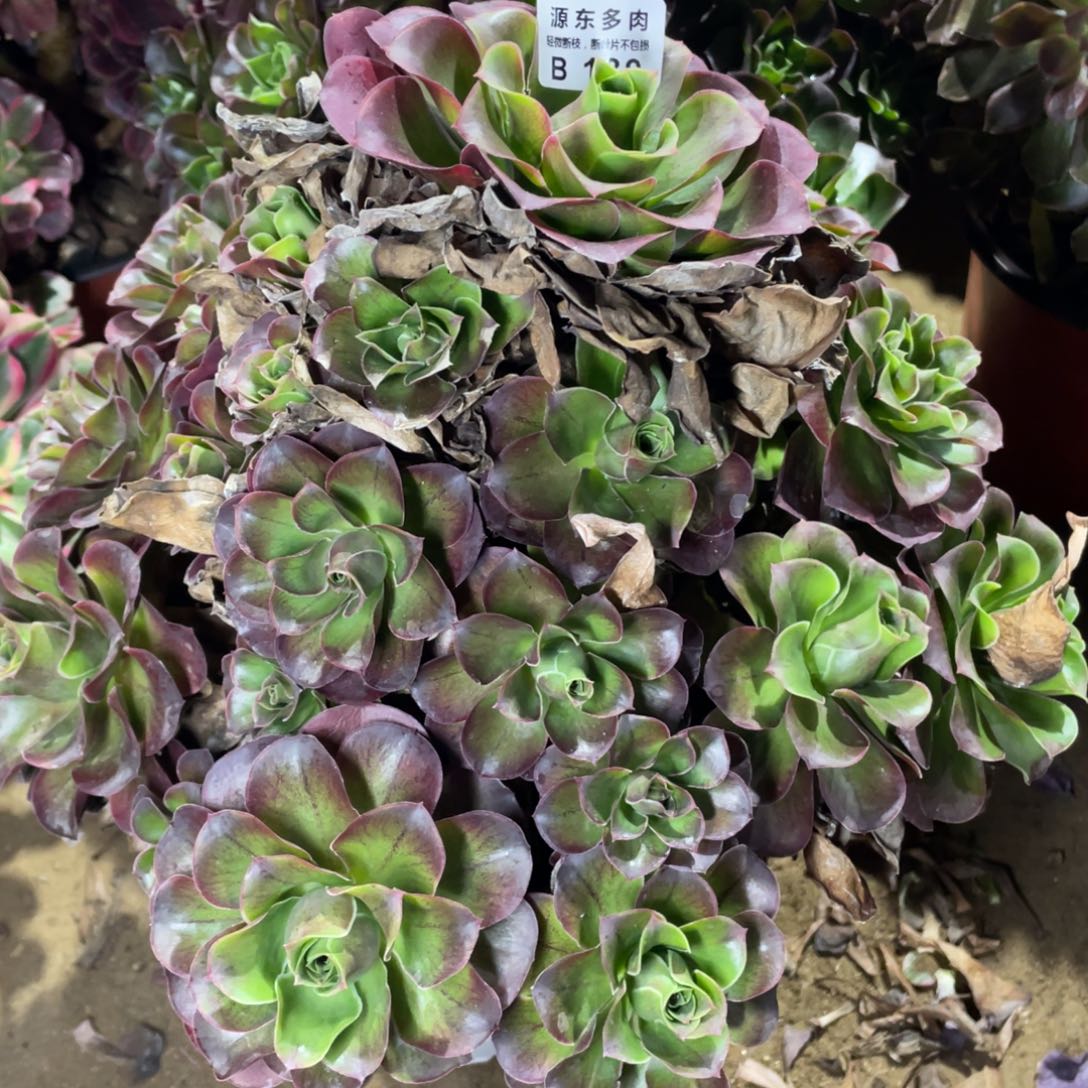 189魅金玫瑰多肉法师断枝不包