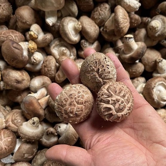 花菇肉厚香浓爆炒 500g蘑菇