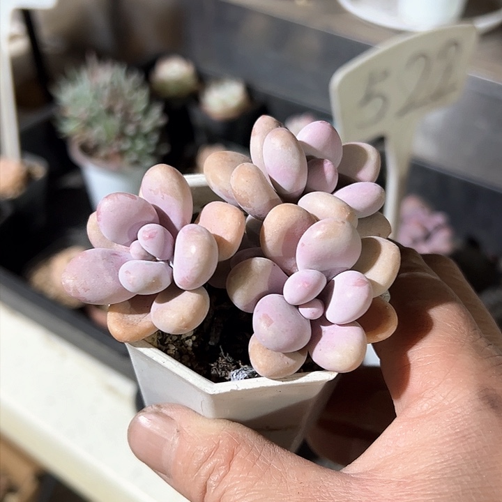 西****猴459多肉植物组合为您打造出