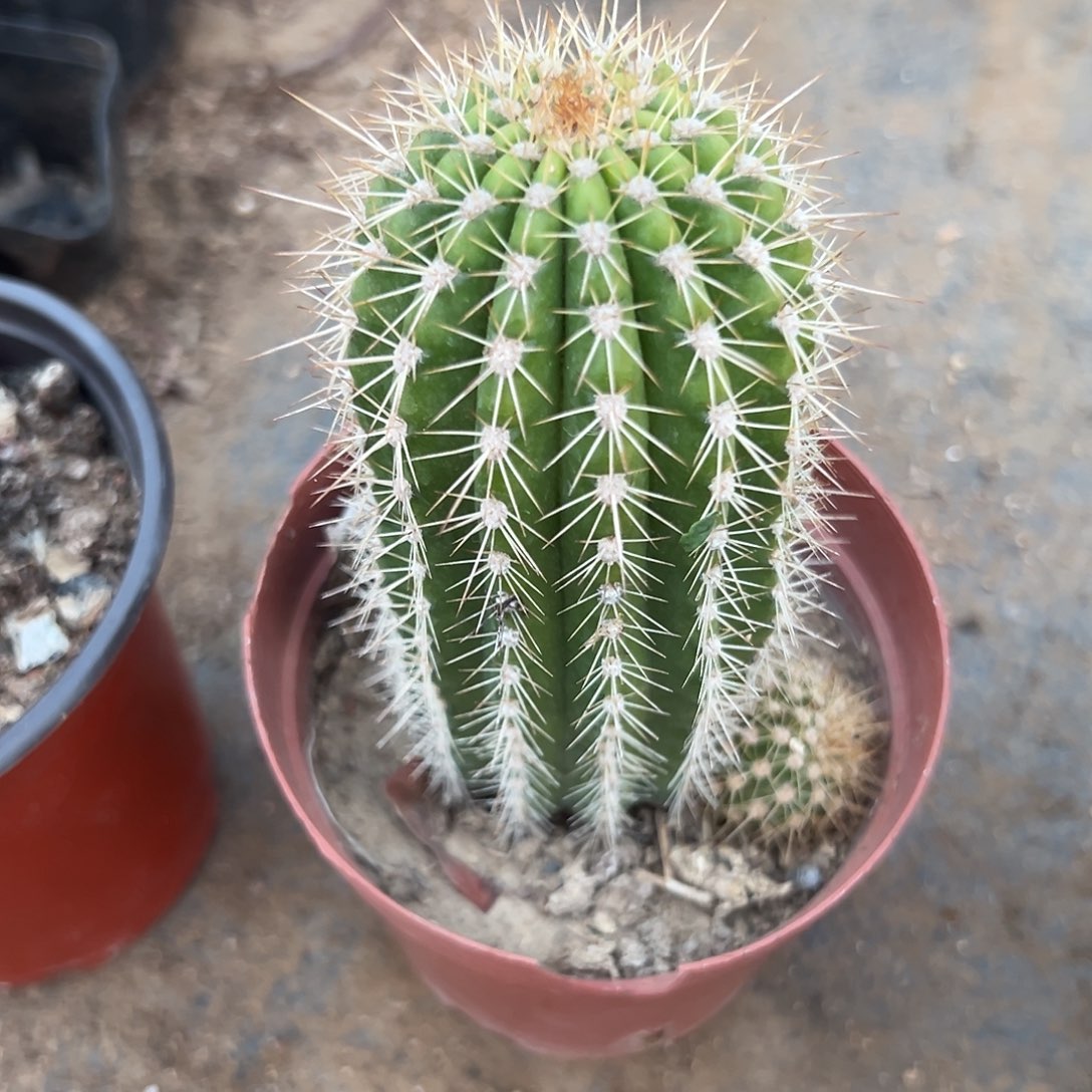 多肉植物杏光辉大