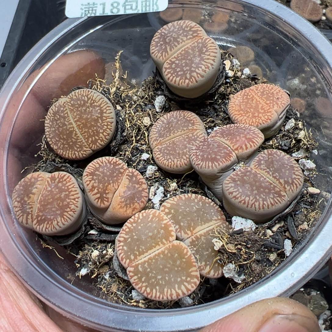 【闪购商品】 537。    