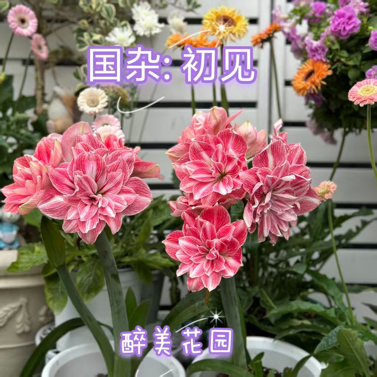 朱顶红球4cm起《原盆原土发货》只包对版，不包后期养护，0度地区慎拍