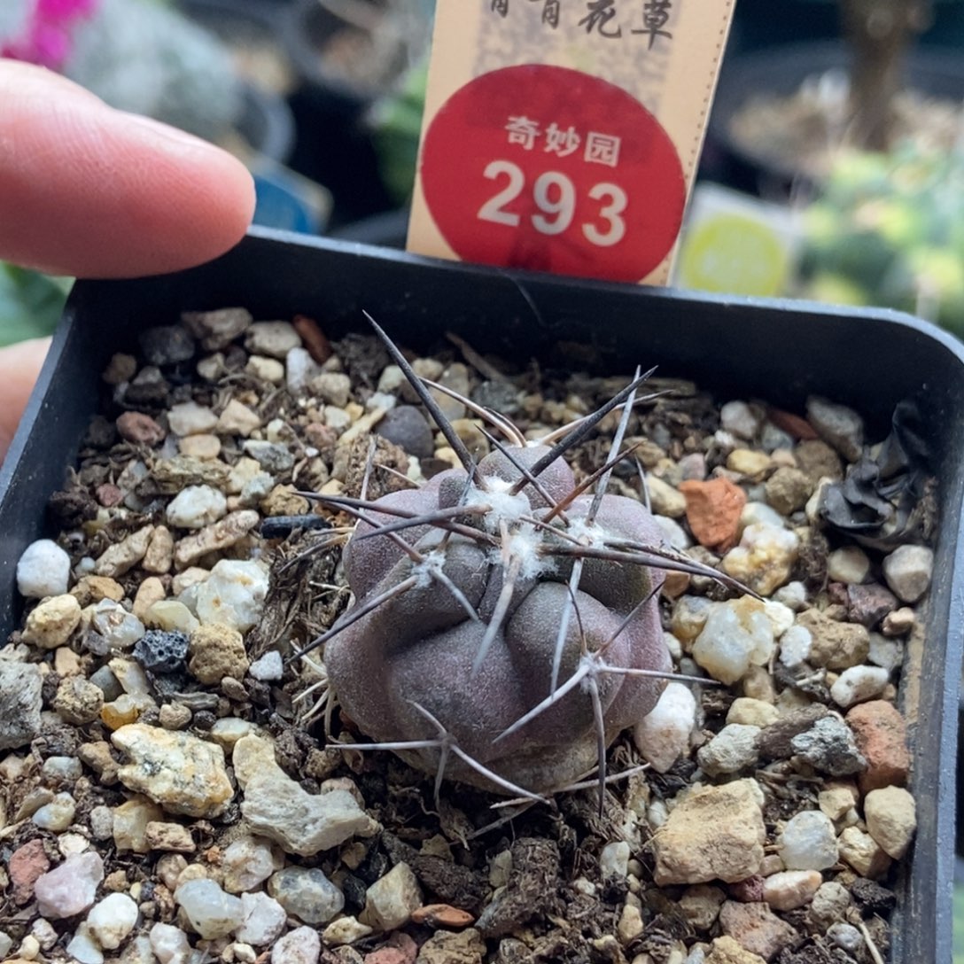 实生狂刺龙爪球2.4cm