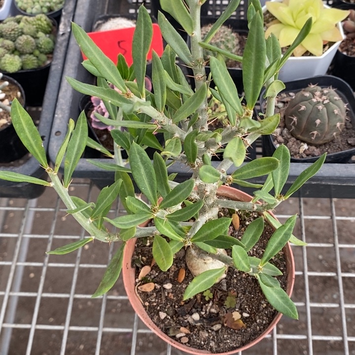 伯克利和格蕾纳等著名音乐家