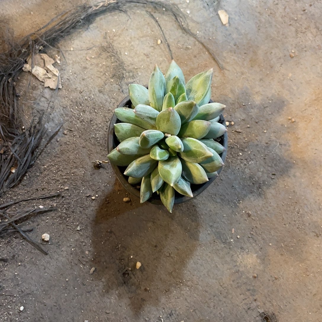 重楼4头满20包邮脱土发货