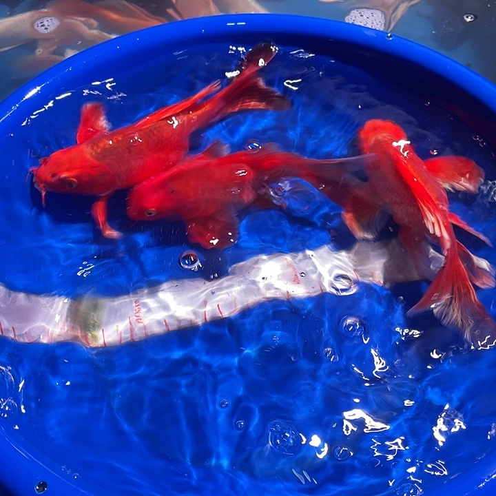 直播间一对一挑选