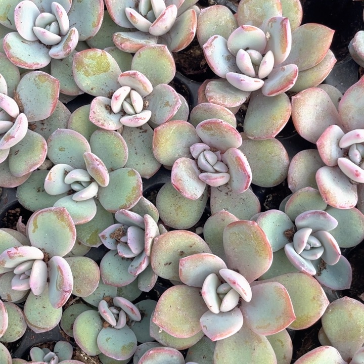 奶茶大的随机发满18包邮发3颗