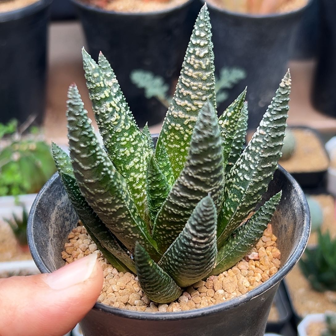 雪特硬叶十二卷7.5cm